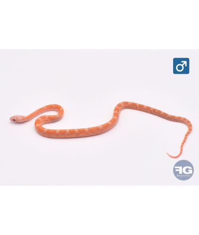 Pantherophis guttatus Hypo Plasma Mâle