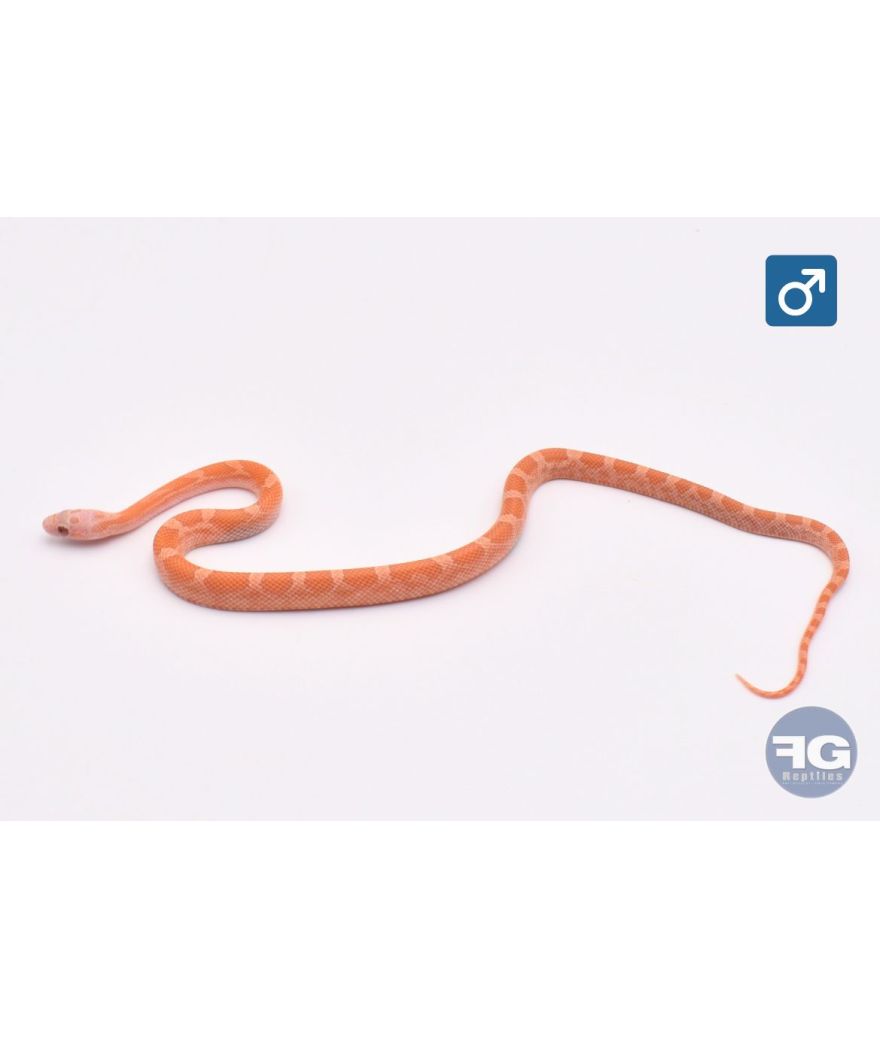 Pantherophis guttatus Hypo Plasma Mâle