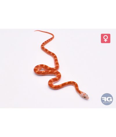 Pantherophis guttatus Hypo Bloodred Piedsided Femelle