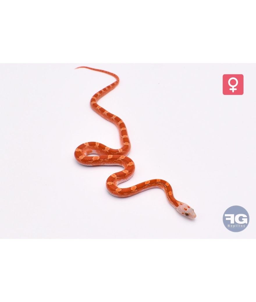 Pantherophis guttatus Hypo Bloodred Piedsided Femelle