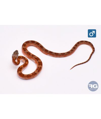 Pantherophis guttatus Bloodred Piedsided Mâle