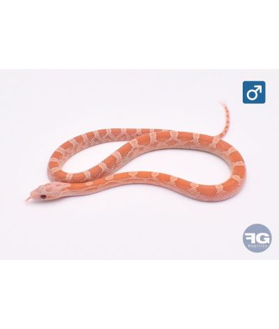 Pantherophis guttatus Hypo Plasma Mâle