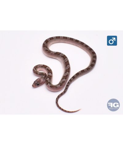 Pantherophis guttatus Pewter Piedsided Mâle