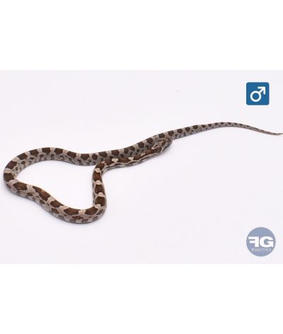 Pantherophis guttatus Kastanie Mâle