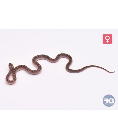 Pantherophis guttatus Pewter Piedsided 100% het Hypo 66% het Butter Femelle