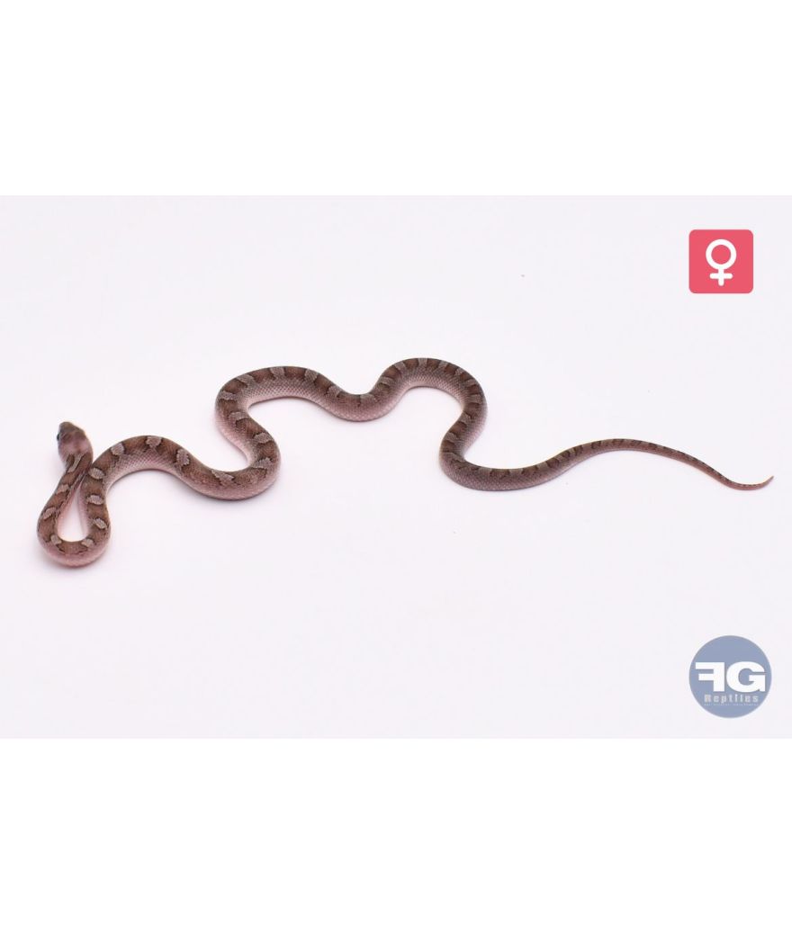 Pantherophis guttatus Pewter Piedsided 100% het Hypo 66% het Butter Femelle