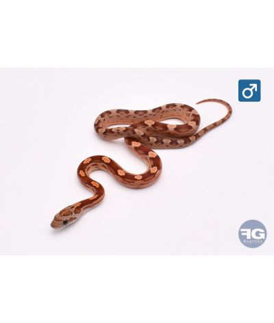 Pantherophis guttatus Motley Mâle