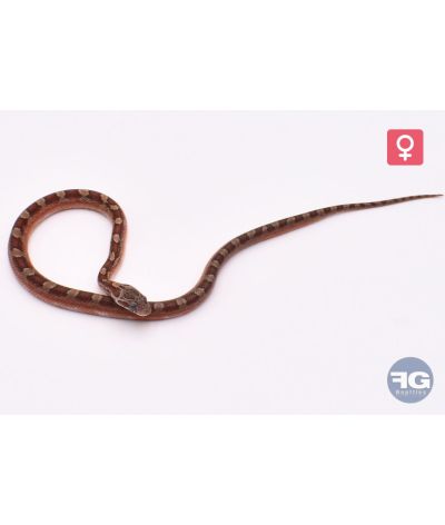 Pantherophis guttatus Bloodred Piedsided Caramel Femelle