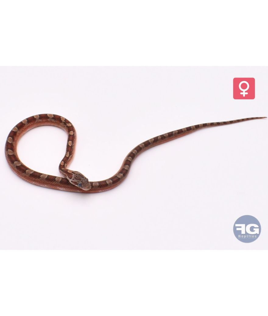 Pantherophis guttatus Bloodred Piedsided Caramel Femelle