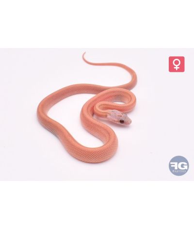 Pantherophis guttatus Plasma Stripe Femelle