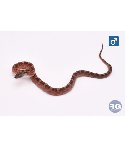 Pantherophis guttatus Bloodred Stripe Mâle