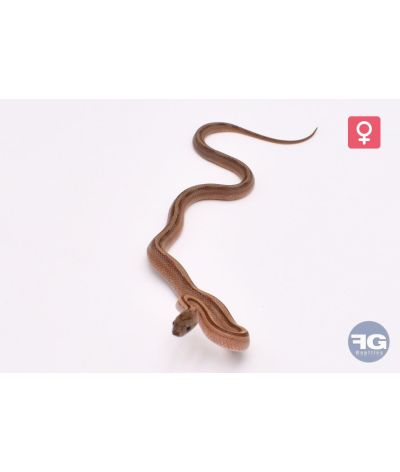 Pantherophis guttatus Caramel Bloodred Stripe Femelle