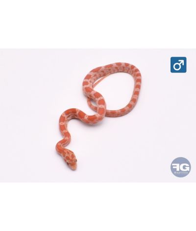 Pantherophis guttatus Lava 100% het Kastanie Amela Mâle