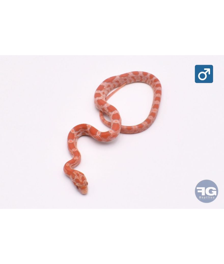 Pantherophis guttatus Lava 100% het Kastanie Amela Mâle
