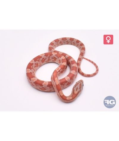 Pantherophis guttatus Lava het Caramel Bloodred Femelle