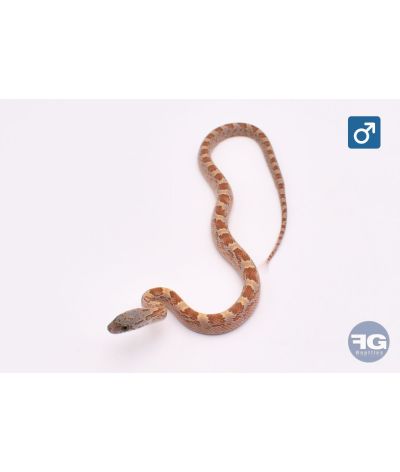 Pantherophis guttatus Honey Bloodred Mâle