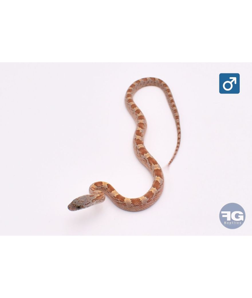 Pantherophis guttatus Honey Bloodred Mâle