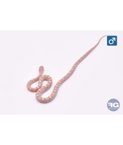 Pantherophis guttatus Lava Kastanie 100% het Amela Mâle