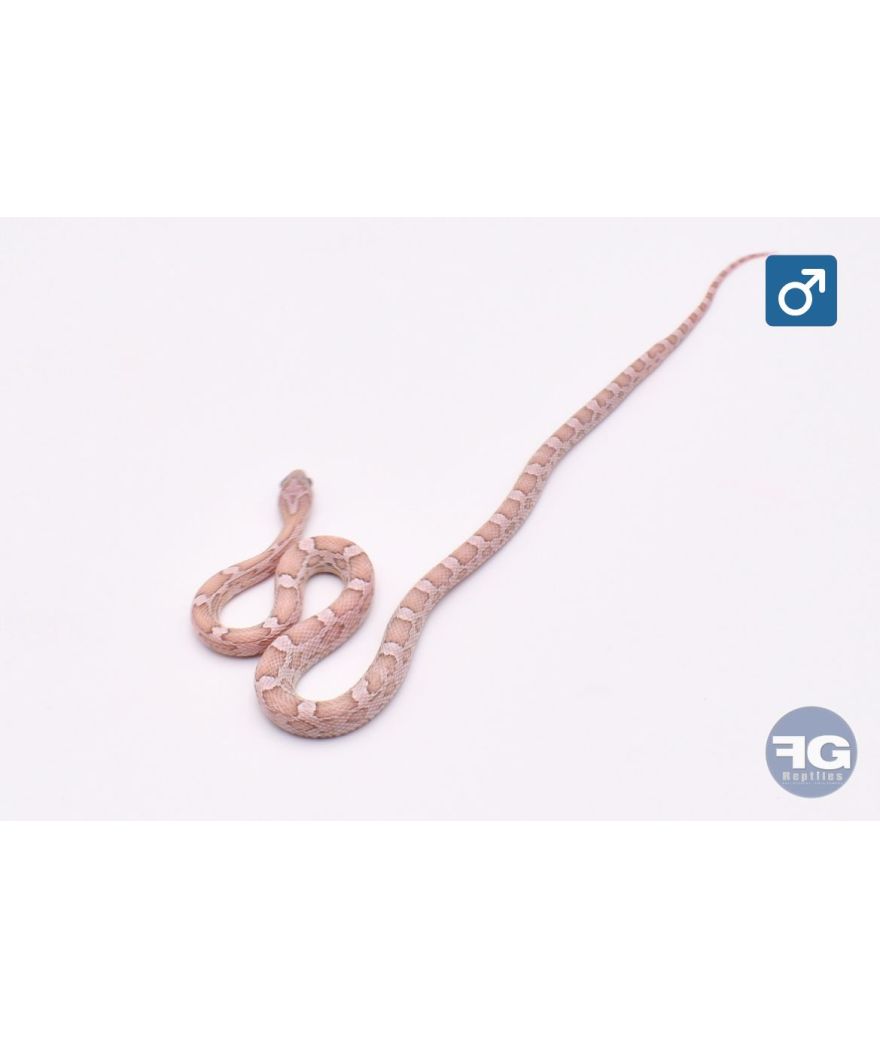 Pantherophis guttatus Lava Kastanie 100% het Amela Mâle