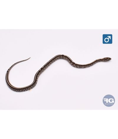 Pantherophis guttatus Kastanie Tessera 66% het Bloodred Mâle