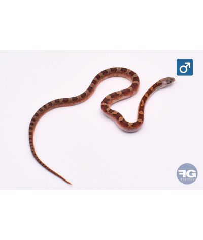 Pantherophis guttatus Bloodred Piedsided Mâle