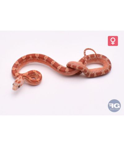 Pantherophis guttatus Hypo Bloodred Piedsided Femelle