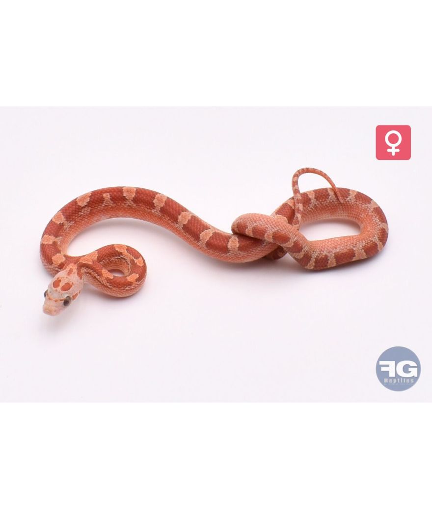 Pantherophis guttatus Hypo Bloodred Piedsided Femelle