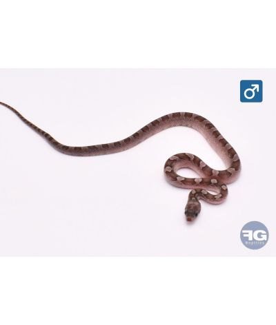 Pantherophis guttatus Pewter Piedsided Mâle
