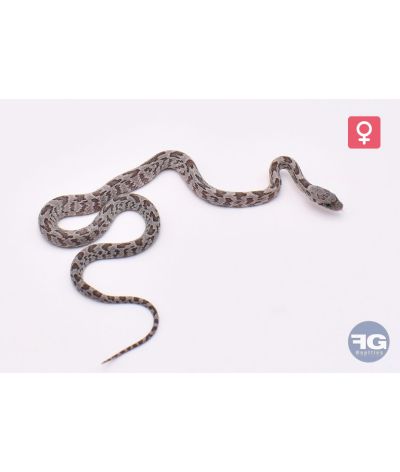 Pantherophis guttatus Shatter Femelle