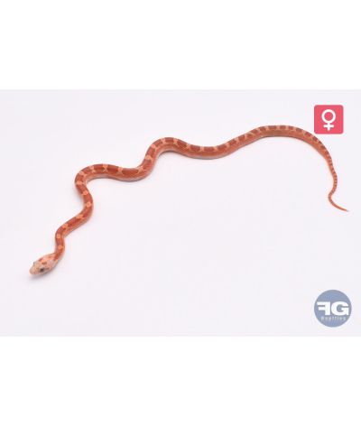 Pantherophis guttatus Hypo Bloodred Piedsided 66% Amela Sunkissed Lavender Femelle
