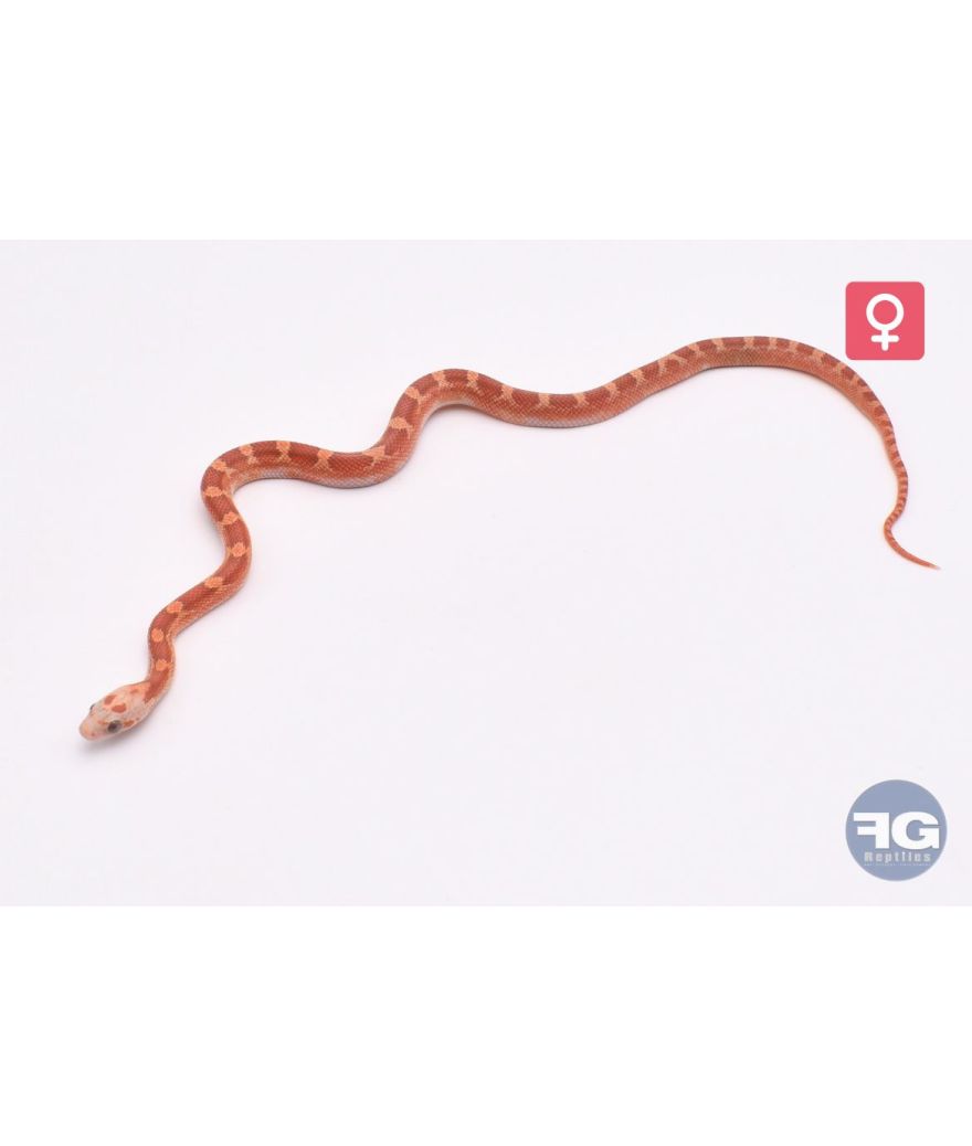 Pantherophis guttatus Hypo Bloodred Piedsided 66% Amela Sunkissed Lavender Femelle