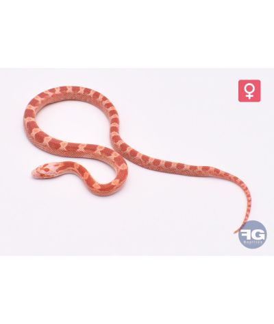 Pantherophis guttatus Hypo Fire Femelle