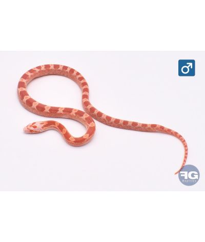 Pantherophis guttatus Hypo Bloodred Piedsided Mâle