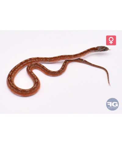 Pantherophis guttatus Tessera Bloodred Piedsided 100% het Caramel 66% het Lava Femelle