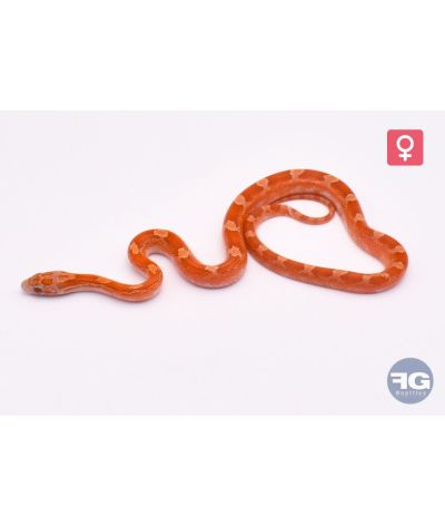 Pantherophis guttatus Lava Bloodred Piedsided Femelle