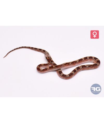 Pantherophis guttatus Bloodred Piedsided 100% het Hypo 66% Butter Charcoal Femelle