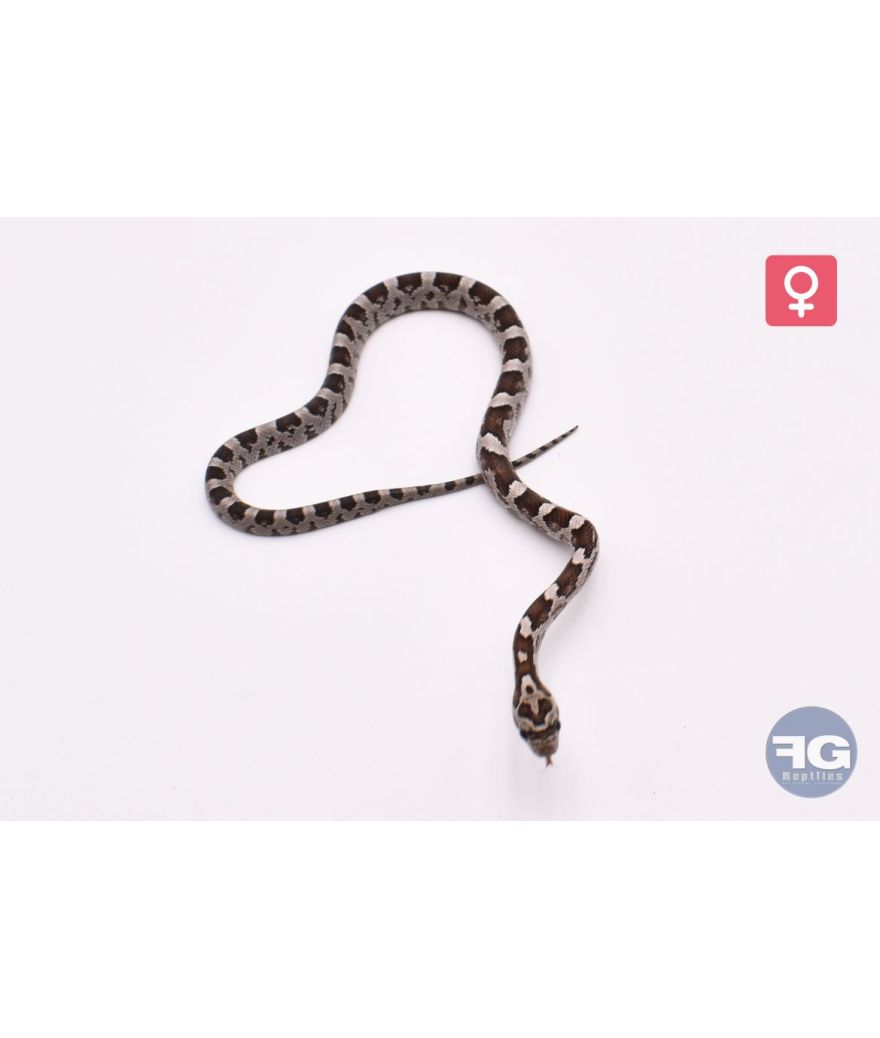 Pantherophis guttatus Anery 100% het Hypo Sunkissed Bloodred Femelle