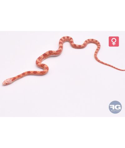 Pantherophis guttatus Fire Piedsided Femelle