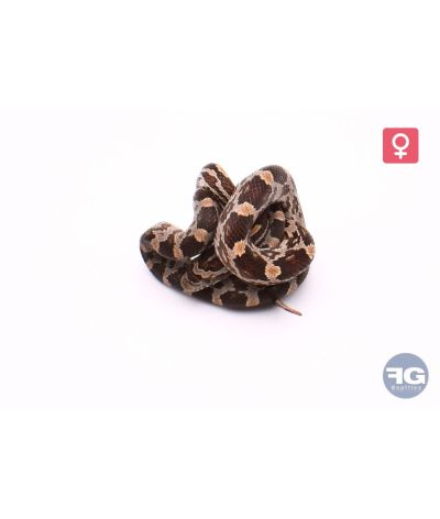 Pantherophis guttatus Caramel Femelle