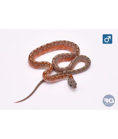 Pantherophis guttatus Tessera Bloodred Piedsided Mâle
