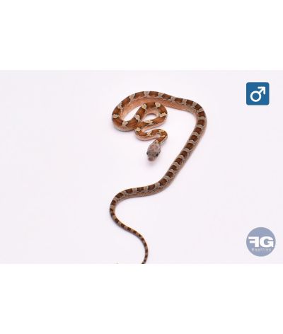 Pantherophis guttatus Caramel Bloodred PIedsided Mâle