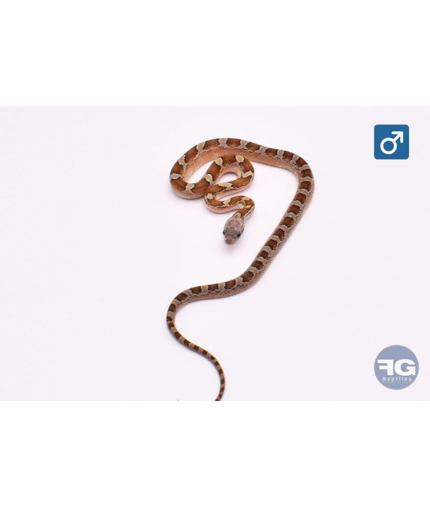 Pantherophis guttatus Caramel Bloodred PIedsided Mâle