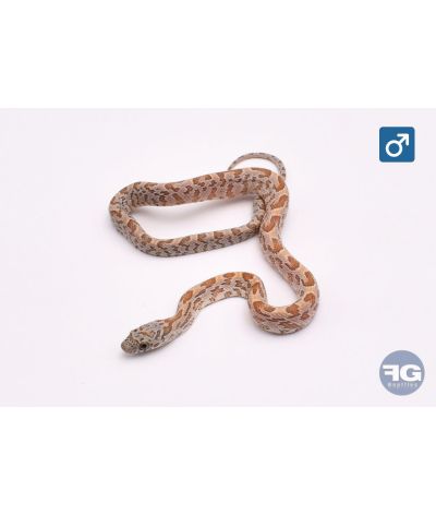 Pantherophis guttatus Honey Mâle