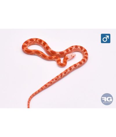 Pantherophis guttatus Fire Piedsided Mâle