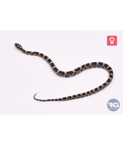 Pantherophis guttatus Anery het Hypo Sunkissed Bloodred Femelle