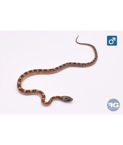 Pantherophis guttatus Caramel Piedsided Mâle