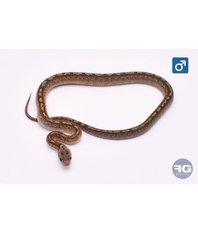 Pantherophis guttatus Caramel Tessera Piedsided Mâle