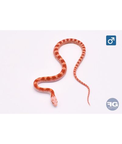Pantherophis guttatus Fire Piedsided Mâle