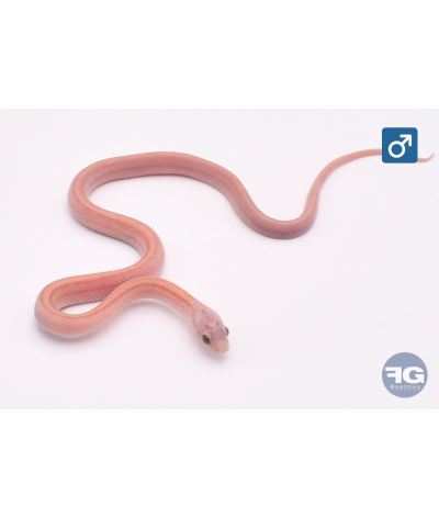 Pantherophis guttatus Plasma Stripe Terrazzo Mâle