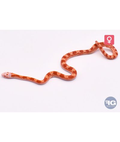 Pantherophis guttatus Fire Piedsided Femelle